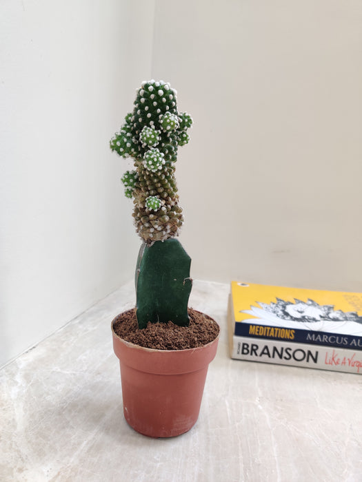 Grafted Green-White Cactus (Big)