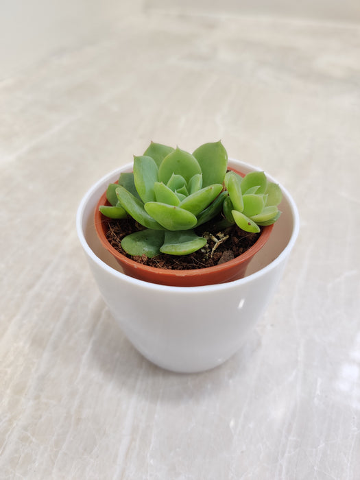Hardy succulent plant in elegant white pot