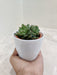 Low-maintenance succulent gift for professionals