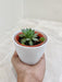 Hardy succulent indoor plant for desks and offices