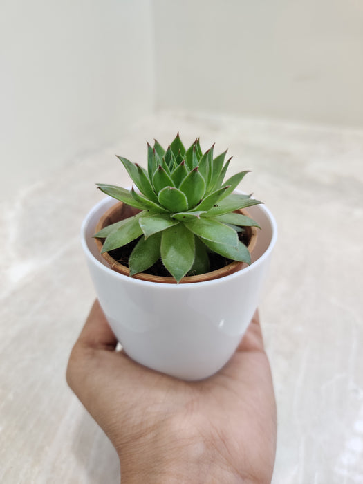 Corporate Gift Succulent Plant in White Pot