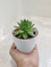 Corporate Gift Succulent Plant in White Pot