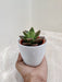 Indoor Resilient Succulent Air Purifying