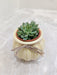 Hardy succulent, ideal for varied indoor conditions