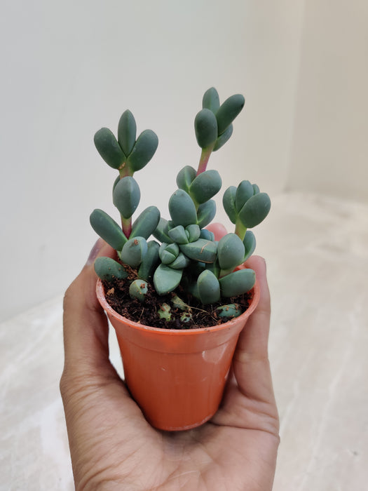 Drought Tolerant Delosperma Lehmannii Indoor Plant