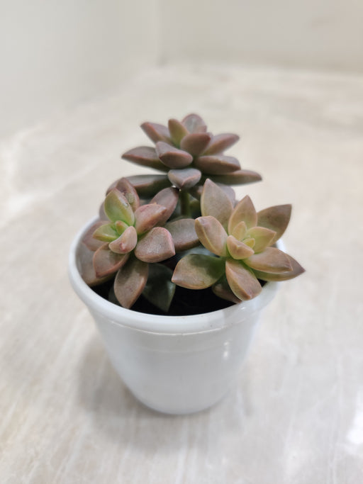Hardy-Sedum-Sorrento-Indoor-Plant