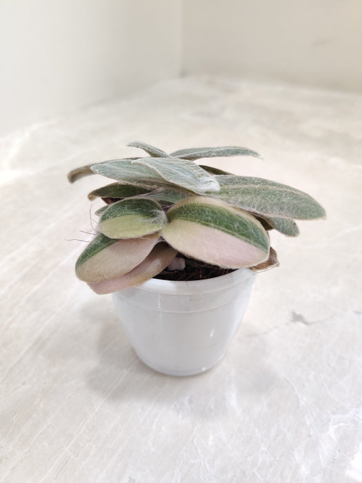 Small-Variegated-Tradescantia-Indoor-Succulent