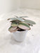 Small-Variegated-Tradescantia-Indoor-Succulent