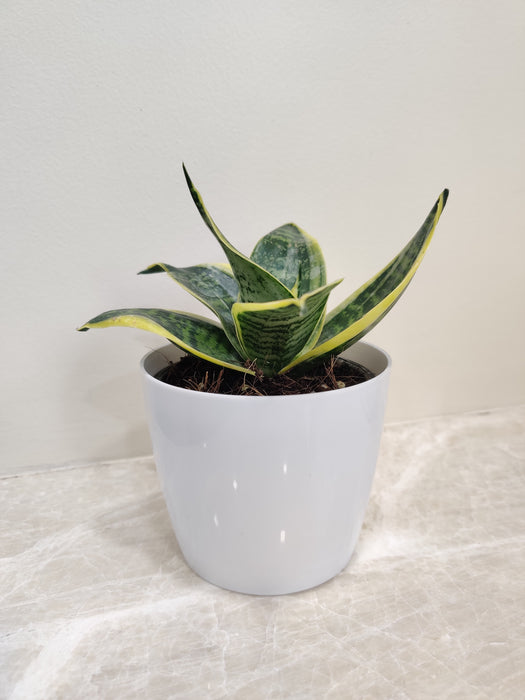 Robust Desk Snake Plant in a Sleek Pot for Office