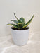 Robust Desk Snake Plant in a Sleek Pot for Office