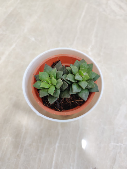Durable Office Plant Succulent Gift Idea