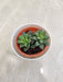 Durable Office Plant Succulent Gift Idea