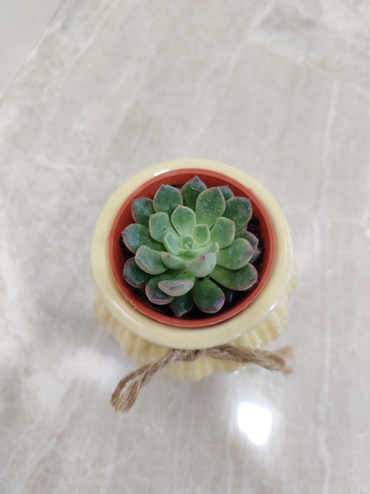 Resilient succulent plant in a ceramic pot