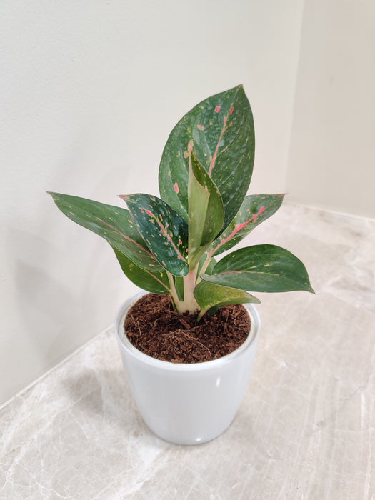 Aglaonema Star Dust symbolizing harmony for office spaces