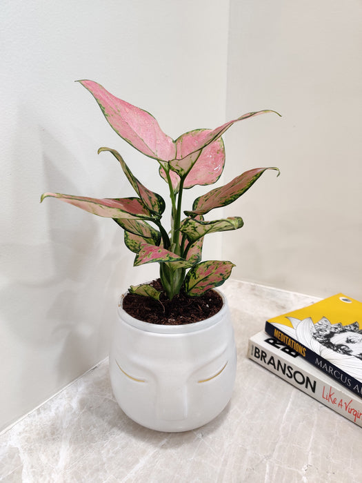 Low-maintenance Aglaonema Diamond Red for desk decor