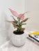 Low-maintenance Aglaonema Diamond Red for desk decor