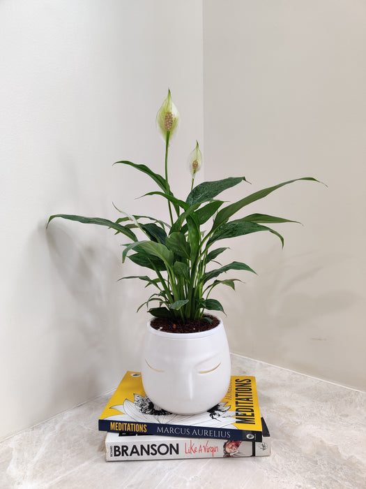 Peace Lily plant symbolizing harmony and goodwill