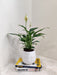 Peace Lily plant symbolizing harmony and goodwill