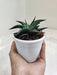 Healthy-Aloe-Indoor-Succulent-Decor