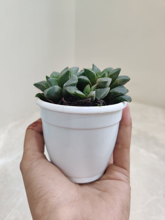 Durable-Mutica-Indoor-Succulent-India