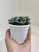 Durable-Mutica-Indoor-Succulent-India