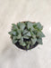 Haworthia-Mutica-Rare-Textured-Indoor-Succulent