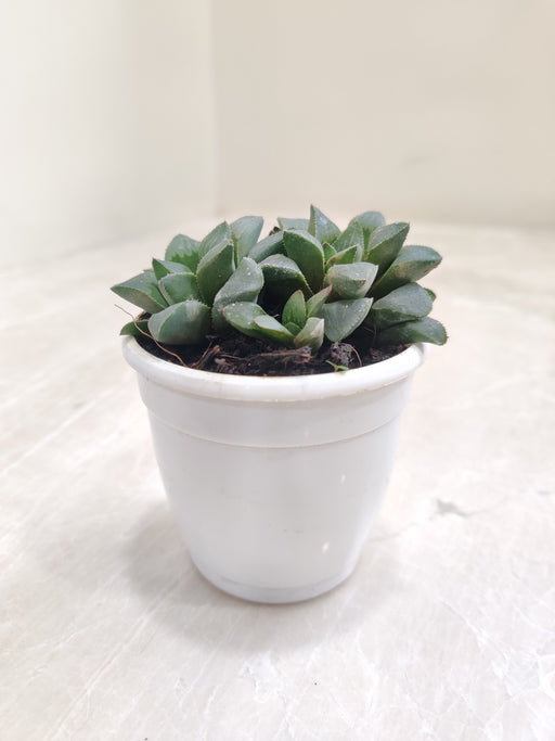 Rare-Haworthia-Mutica-Indoor-Plant