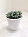 Rare-Haworthia-Mutica-Indoor-Plant