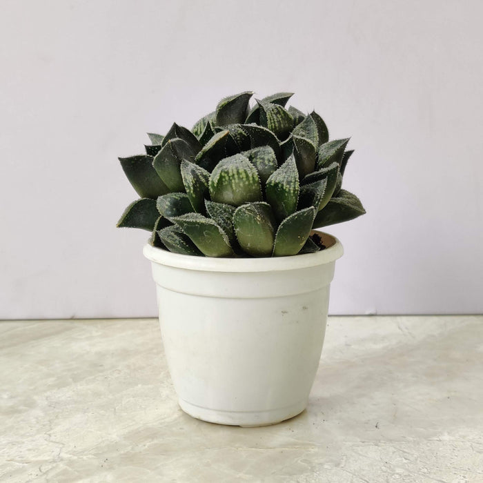 Haworthia Emelyae Var Major Succulent Plant 7 Cm Pot