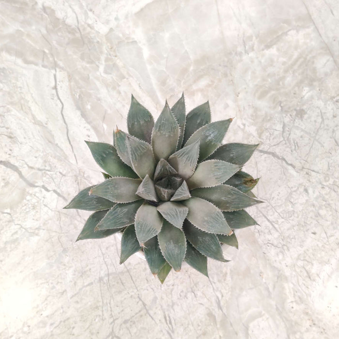 Haworthia Maculata  Succulent Plant 7 Cm Pot