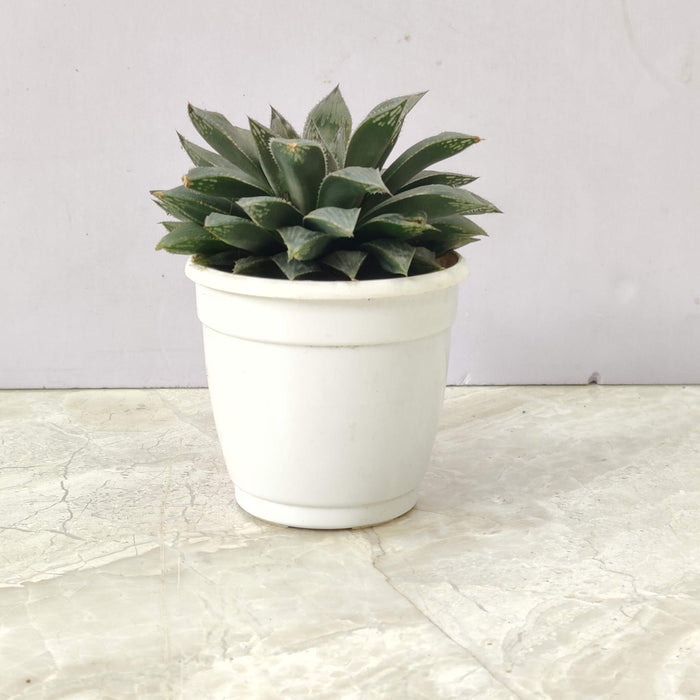 Haworthia Maculata  Succulent Plant 7 Cm Pot