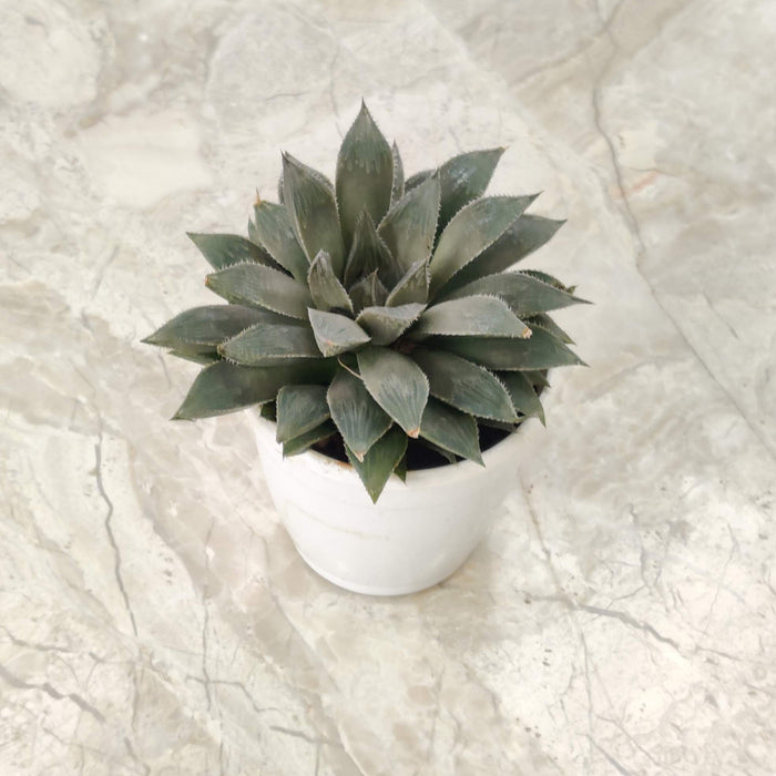 Haworthia Maculata  Succulent Plant 7 Cm Pot