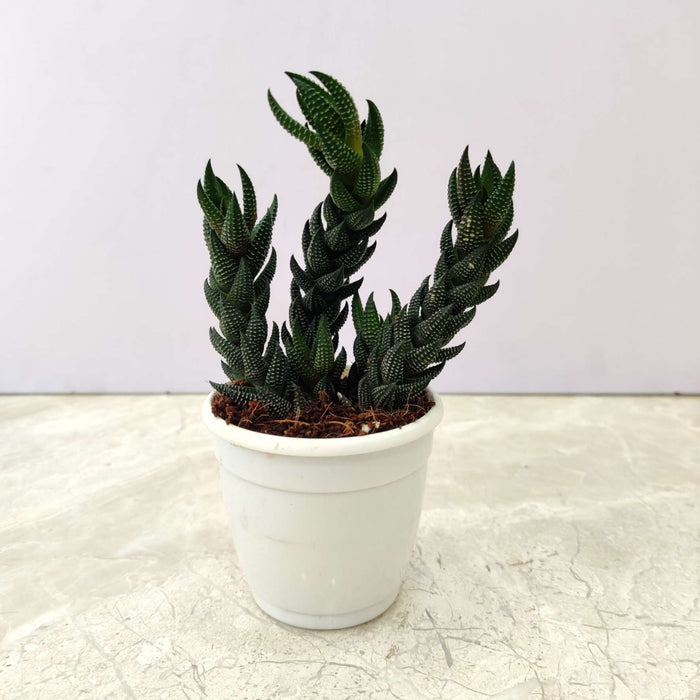 Haworthia Reinwardtii  Succulent Plant 7 Cm Pot
