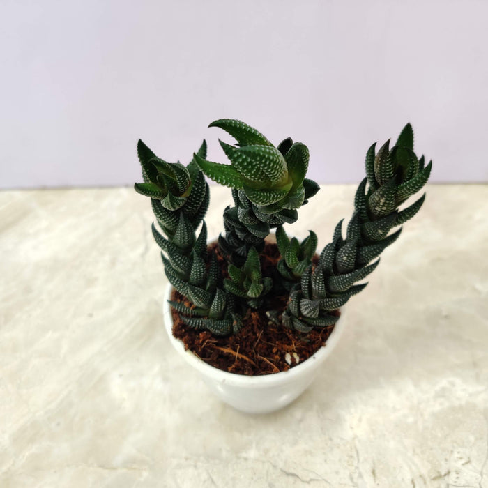 Haworthia Reinwardtii  Succulent Plant 7 Cm Pot