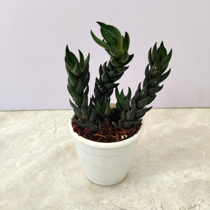 Haworthia Reinwardtii  Succulent Plant 7 Cm Pot