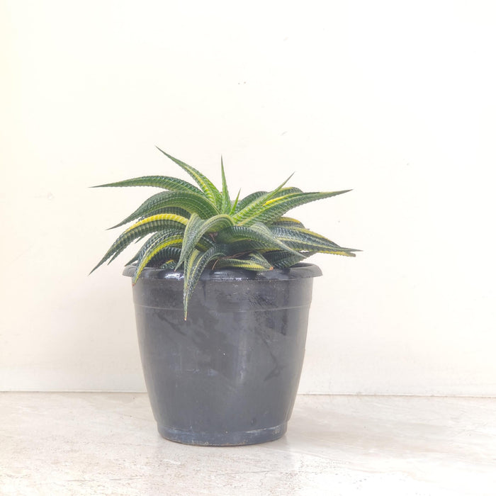 Haworthia Variegated Plant  12 Cm Pot