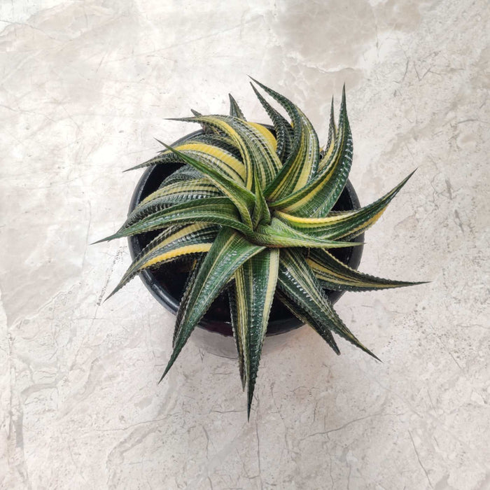 Haworthia Variegated Plant  12 Cm Pot