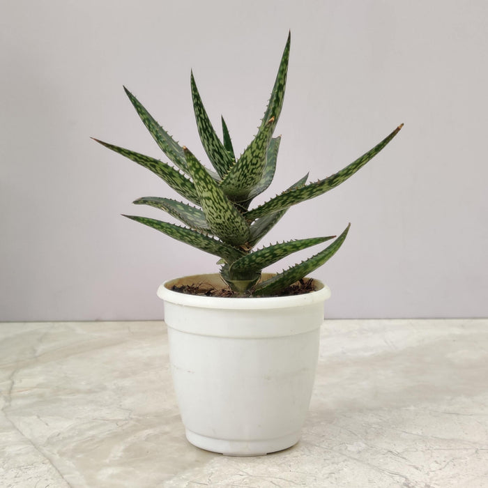 Haworthia Zambezi Mini Succulent Plant 7 Cm Pot