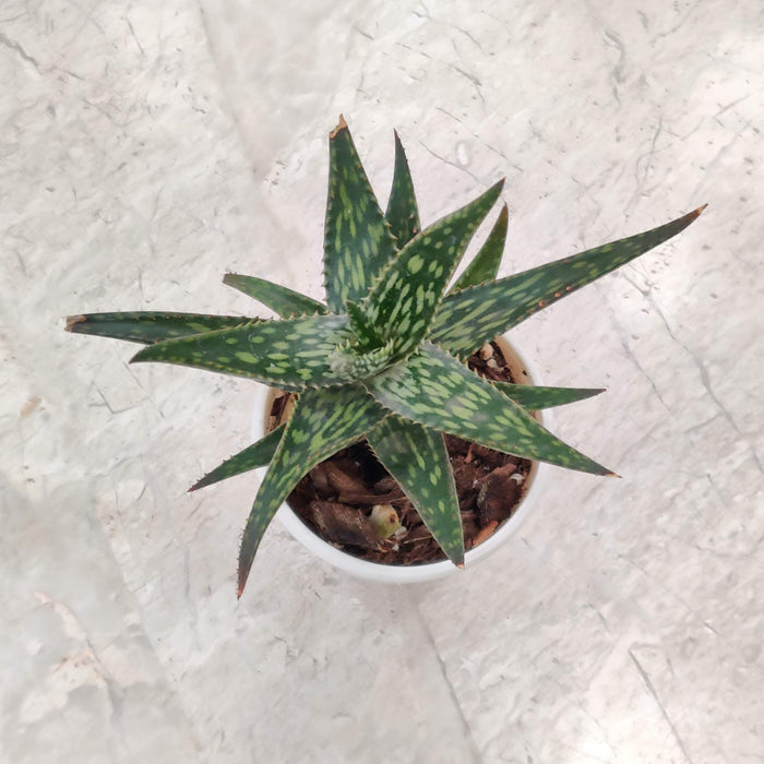 Haworthia Zambezi Mini Succulent Plant 7 Cm Pot