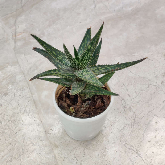 Haworthia Zambezi Mini Succulent Plant 7 Cm Pot