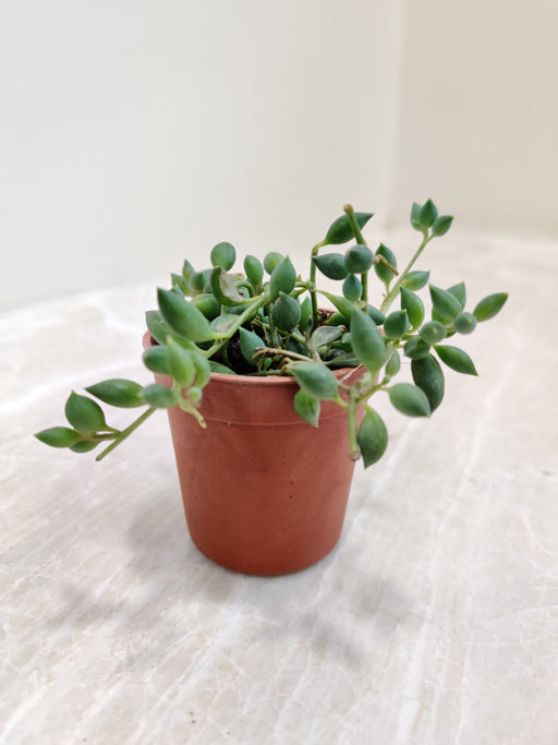 succulent with teardrop leaves String of Tears Succulent