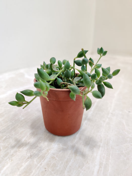 teardrop succulent plant String of Tears Succulent
