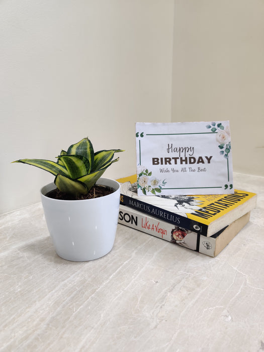 Stylish and Elegant Snake Plant for Corporate Gifting Solutions