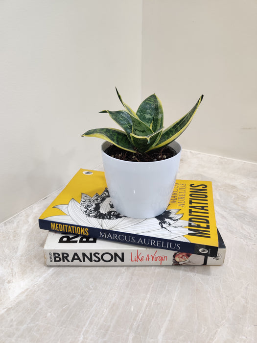 Lush Green Snake Plant Perfect for Corporate Gifting