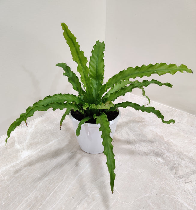 Compact-Indoor-Plant-Osaka-Fern
