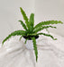 Compact-Indoor-Plant-Osaka-Fern