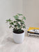 Variegated English Ivy Plant Ideal for Office Spaces
