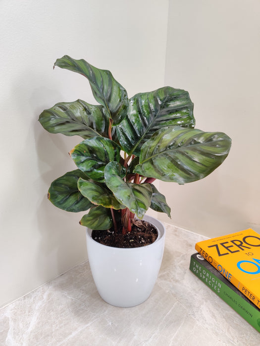 Indoor-Calathea-Rose-Apple-Plant-vibrant-patterns