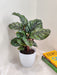 Indoor-Calathea-Rose-Apple-Plant-vibrant-patterns
