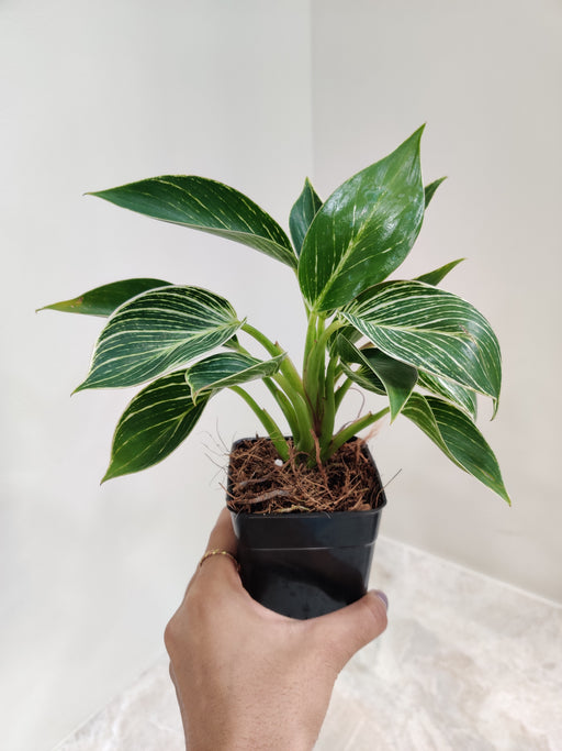 Variegated Philodendron Birkin Small with Striking Foliage